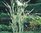 Typha latifolia variegata