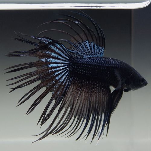 Betta Crowntail Black Orchid