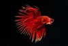 Crowntail Red