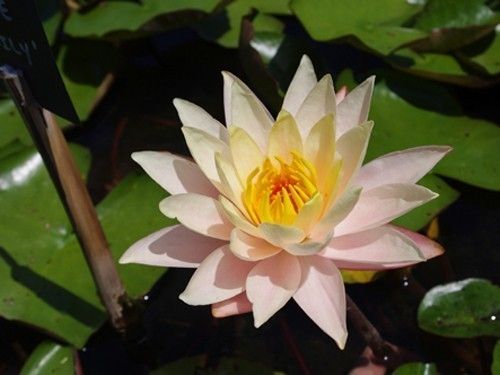 Nymphaea 'Peace Lily'