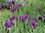 Iris ensata variegata