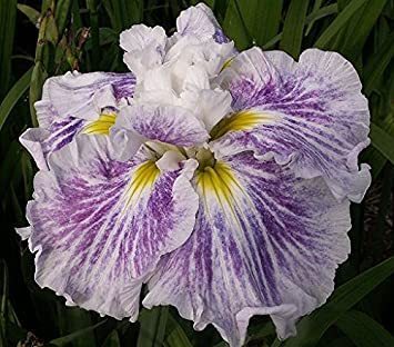 Iris ensata angel mountain