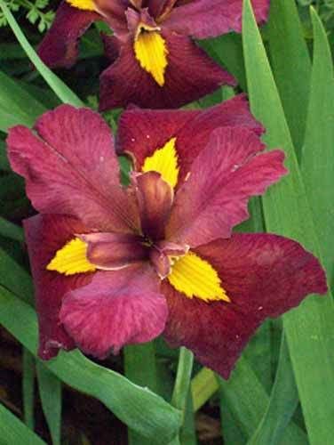 Iris louisiana bold pretender