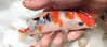 Carpa Koi tricolor pinne lunghe (butterfly) 11/12cm