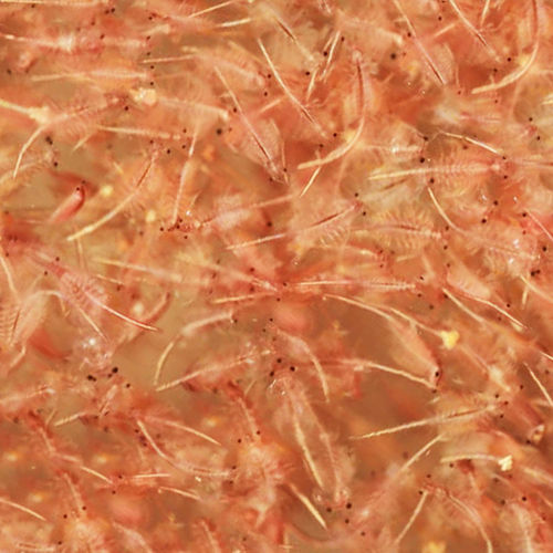 Artemia congelata - Offerta stecca da 1000g - 1kg
