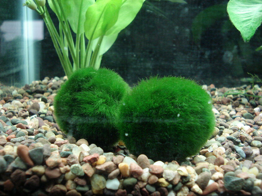 La cladophora: un'alga ornamentale per l'acquario d'acqua dolce.