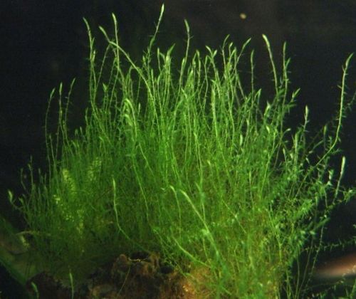 Leptodictyum riparium "Stringy moss" OFFERTA