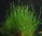 Leptodictyum riparium "Stringy moss"
