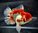 Oranda Shogun red white 18cm Cod. 1F - (foto reale)
