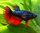 Femmina Crowntail, colori assortiti - taglia L