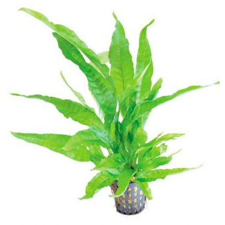 Microsorum latifolia