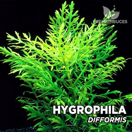 Hygrophyla difformis