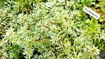 Ludwigia inclinata var. verticillata WHITE **rarità**
