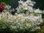 Ludwigia inclinata var. verticillata WHITE **rarità**