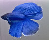 Betta maschio Double Tail Blue / Turchese