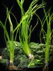 Sagittaria sagittifolia - varietà alta