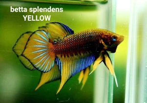 Betta splendens yellow spade tail