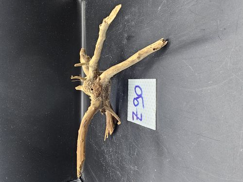Spider wood 26cm cod. Z90