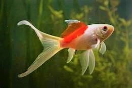 Pesce rosso Cometa XL - 15/17cm