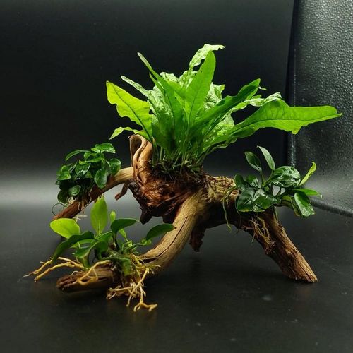 Composizione con piante epifite su Spider wood small
