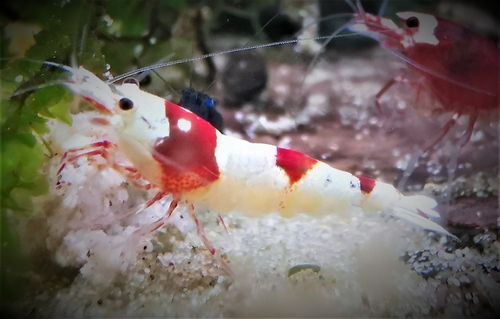 Caridina CANTONENSIS PRL SS Pure Red Line (red crystal)