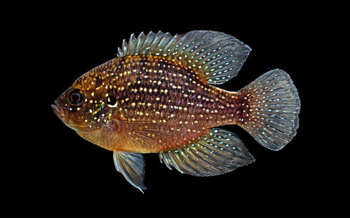 Enneacanthus gloriosus (bluespotted sunfish)