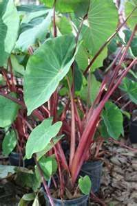 Colocasia "red stem" OFFERTA 3 PIANTE