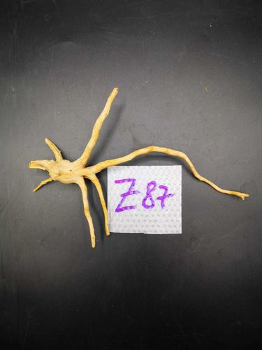 Spider wood small cod Z87  20,5cm