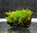 Muschio Vesicularia montagnei su roccia 8/10cm