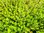 Rotala rotundifolia "Orange Juice" OFFERTA 3 PORZIONI