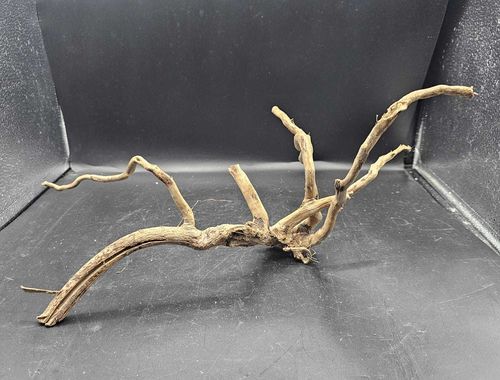 Spider wood cod. R13 37cm
